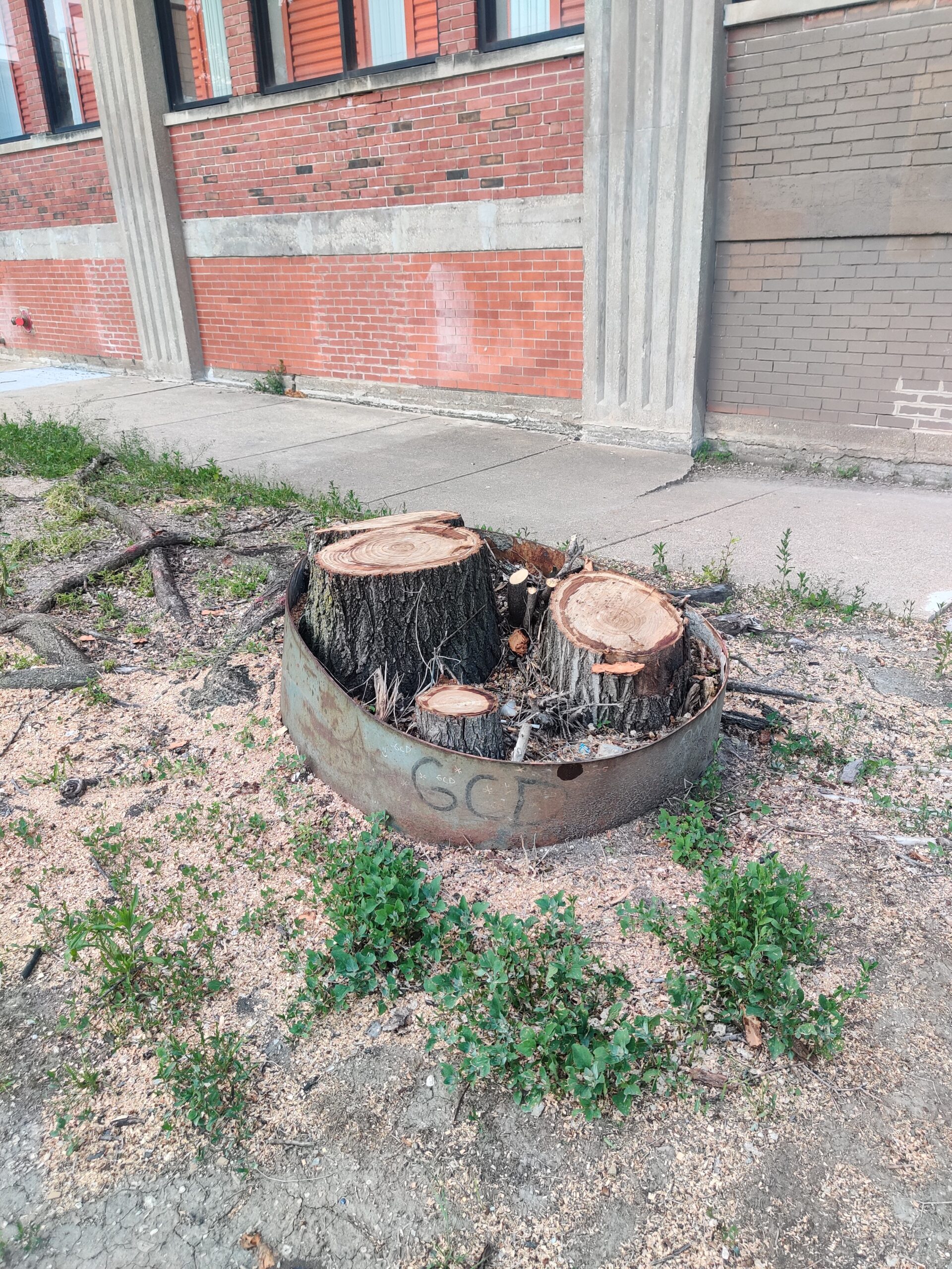 Stumps of cut down trees surrounded by a landscaping ring stand in for a representation of the artist