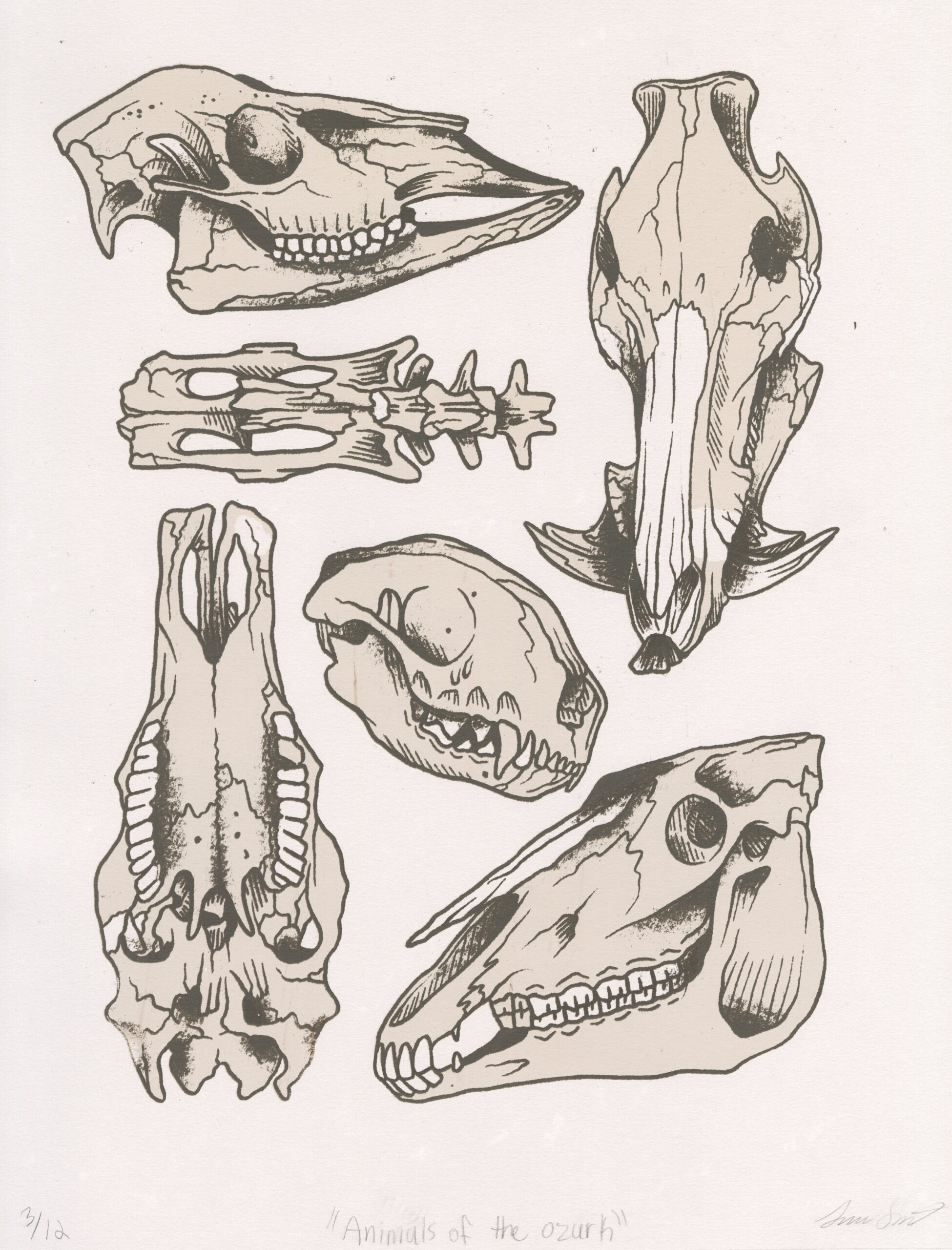 Screenprinted skulls of six animals found in the Ozarks populate the page like a natural history field guide.