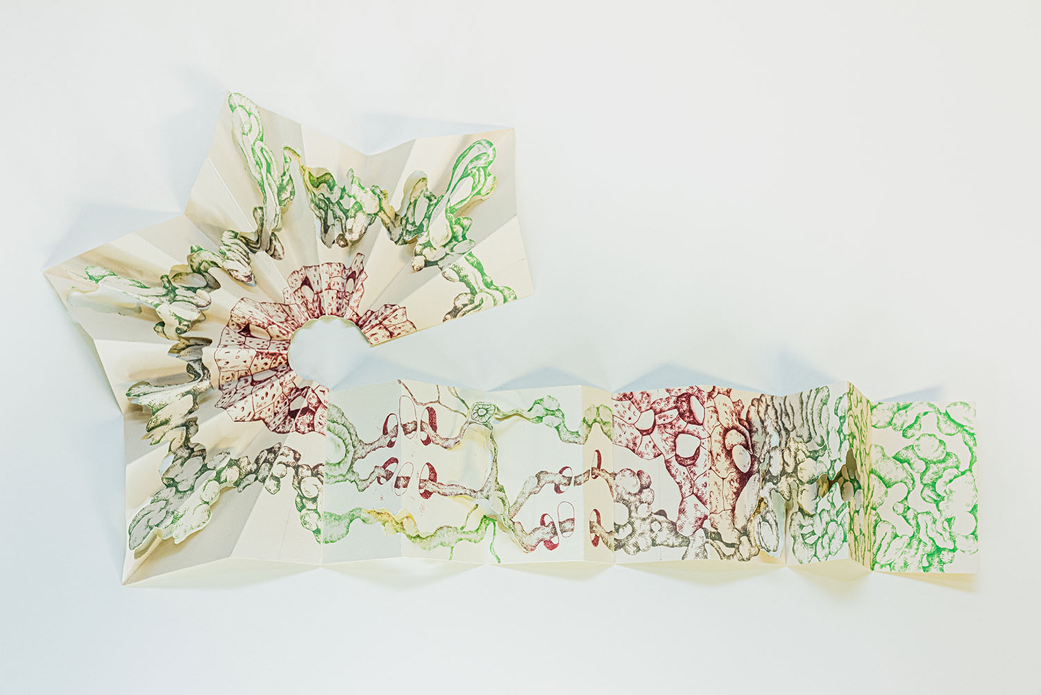 Juan, Aprox 24_, Drypoint, 2022 An accordion fold book is filled with pages of screenprinted biomorphic ganglia.