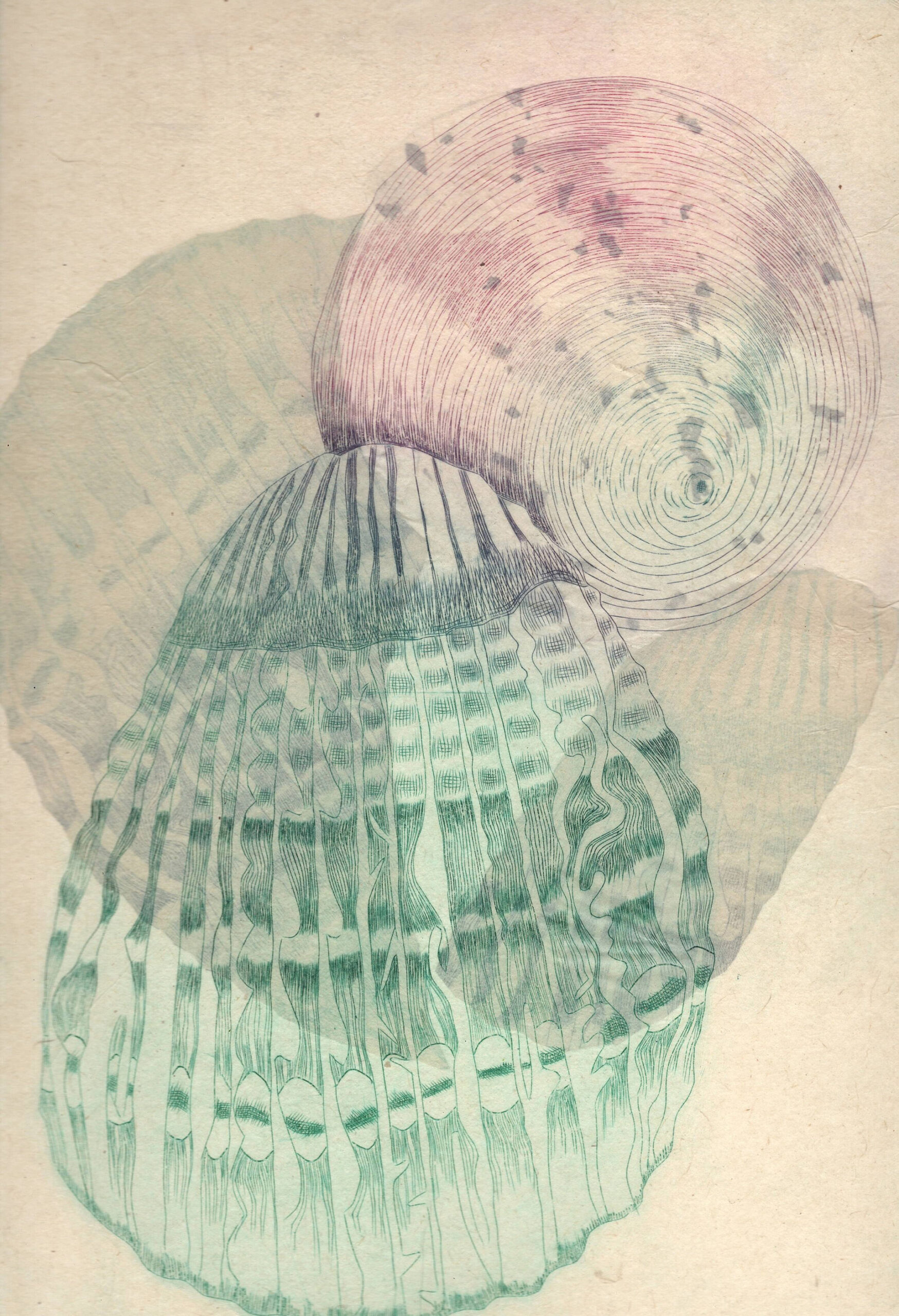 Sea shells in varied colors fill the composition by overlapping each other in translucent layers